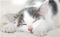 母猫绝育后笼养几天