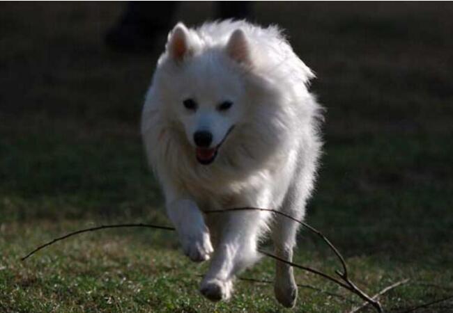 乐观温顺的银狐犬智商是个什么水平，快来看看吧！