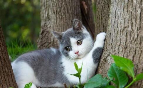 英短公猫好还是母猫好 英短公猫好还是母猫好