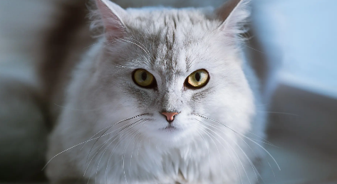猫三联在常温下几个小时会失效吗