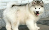 阿拉斯加雪橇犬什么时候换毛