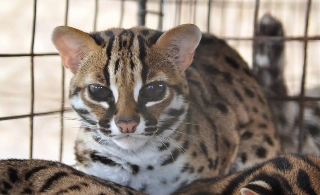 豹猫有几个品种颜色 豹猫有几个品种颜色