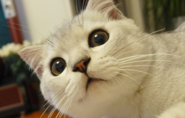 猫舔了一点碘伏会怎么样