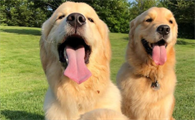 金毛犬有黑色的吗