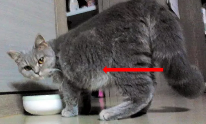 猫咪肚子胖和腹水的区别在哪 猫咪肚子胖和腹水的区别在哪