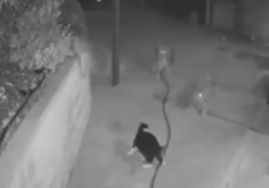 一猫大战三野狼,竟然都被打跑了!猫猫的战斗力到底有多强? 一猫大战三野狼,竟然都被打跑了!猫猫的战斗力到底有多强?