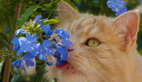 猫咪可以喝藿香正气水吗? 猫咪可以喝藿香正气水吗?