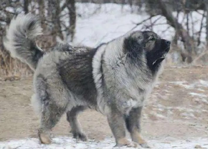 高加索犬凶猛吗,高加索犬的咬合力如何