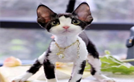 德文卷毛猫怎么配出来的