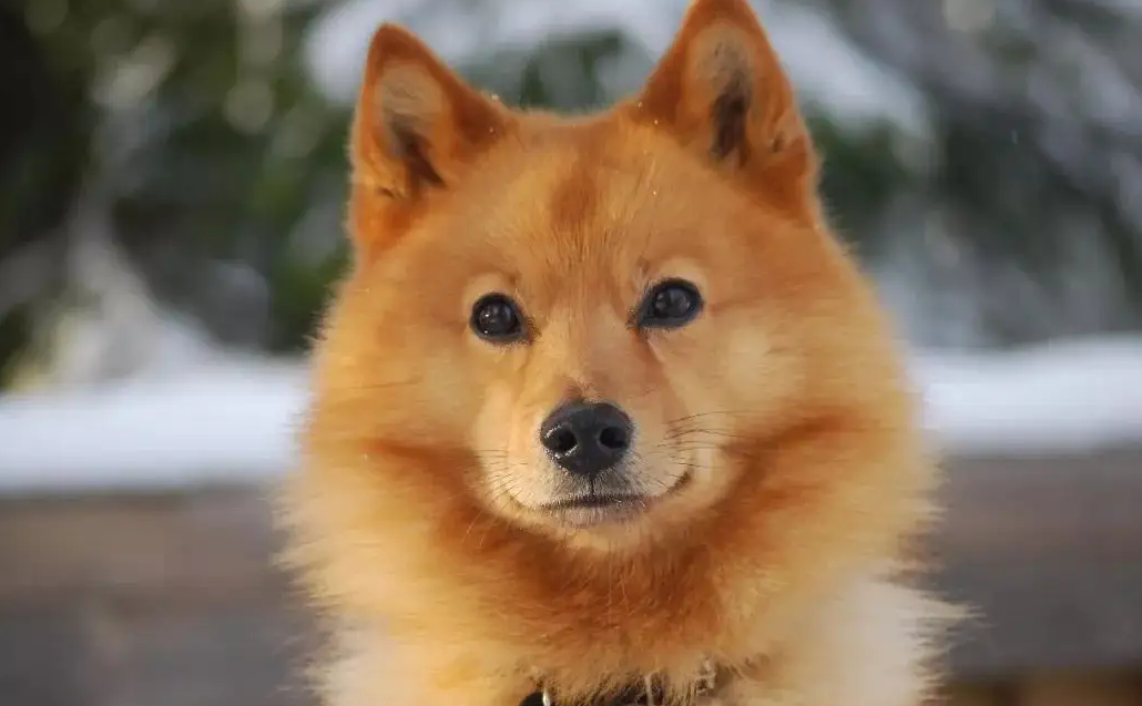 养一只芬兰猎犬一个月开销多少 养一只芬兰猎犬一个月开销多少