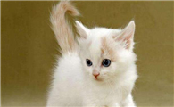 家猫可以不打猫三联吗