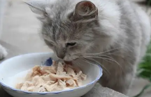幼猫可以吃鲜肉吗 幼猫可以吃鲜肉吗