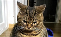 建议穷人养的10种猫