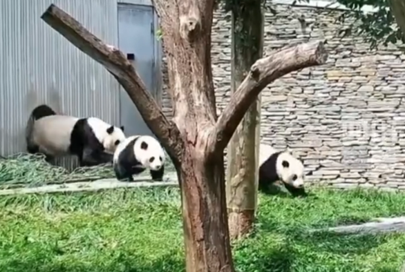 惊险！地震瞬间，熊猫妈妈带幼崽紧急避险