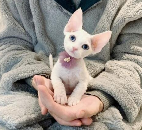 德文卷毛猫异瞳贵吗 德文卷毛猫异瞳贵吗