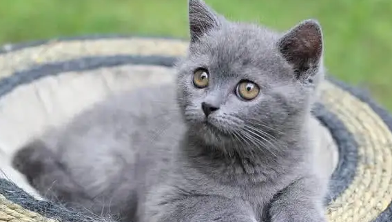 猫传腹患病率高吗