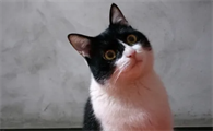 3个月的猫咪体重多少正常