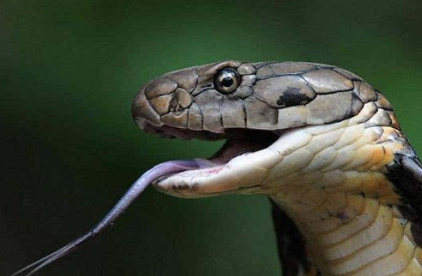 眼镜王蛇和眼镜蛇的区别