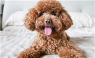 贵宾犬聪明到什么程度