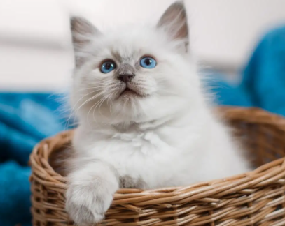 猫肛门红肿怎么办用什么药