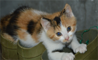 小猫得猫瘟怎么在家治疗最好