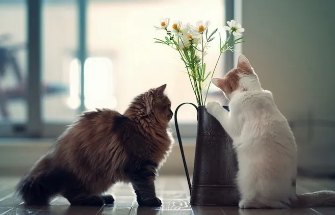 大猫接受小猫的表现是什么样子 大猫接受小猫的表现是什么样子