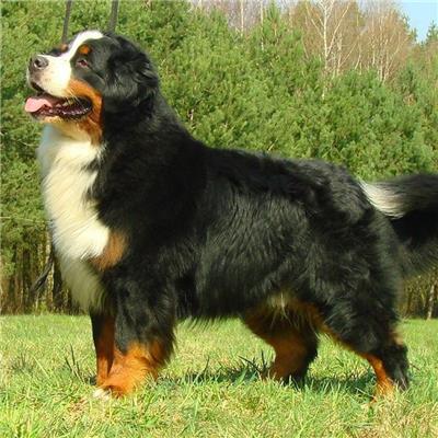 养一只伯恩山犬每月费用多少