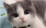 一个月的猫尿道出血怎么回事