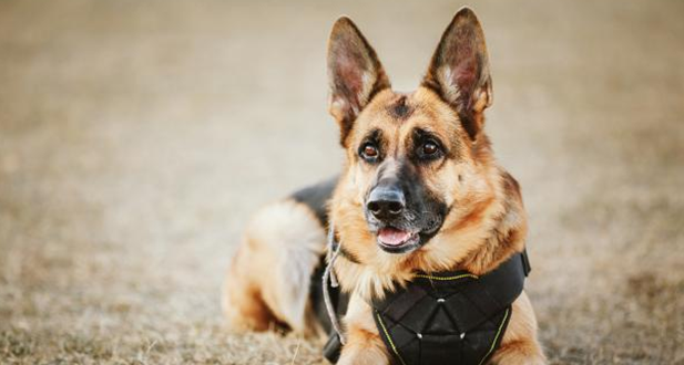 德国牧羊犬怎样选购