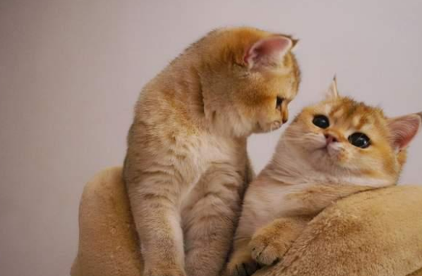 猫咪打完第二针后多久可以洗澡 猫咪打完第二针后多久可以洗澡