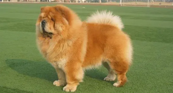 松狮犬的种类有哪些