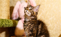 猫突然特别黏人是不是生病了的前兆