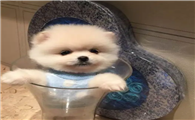 茶杯博美犬多少钱一只