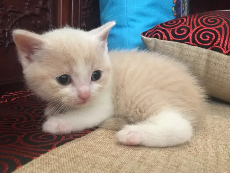 猫驱虫后还有跳蚤可以再驱一次吗