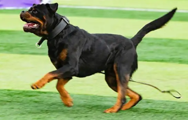 办了狗证，养禁养犬就不碍事了吧？