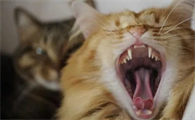 猫口炎怎么治疗也没有好转怎么办