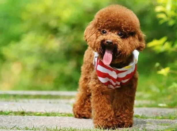养一只泰迪犬一个月需要多少钱 养一只泰迪犬一个月需要多少钱