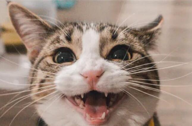 猫吃多了的表现是什么样子的 猫吃多了的表现是什么样子的