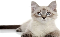 猫咪眼睛一只大一只小是怎么了