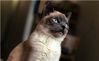 猫把猫粮吐了是因为什么引起的