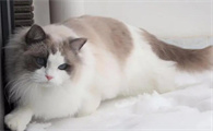 养布偶猫的注意事项