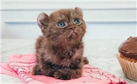 我家猫把苍蝇吃了怎么办