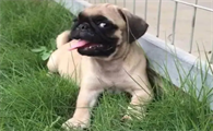 巴哥犬后腿站不起来怎么回事