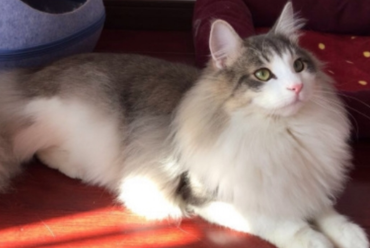 挪威森林猫什么颜色最贵