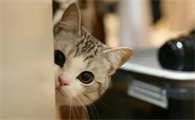猫咪鼻涕带血怎么回事啊
