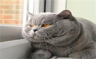 英短猫抓老鼠吗