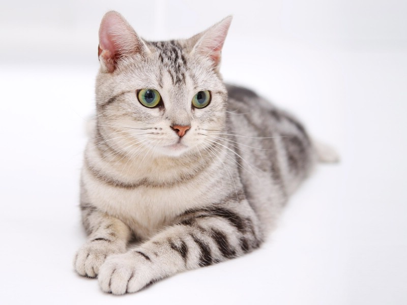 猫咪绝育之后会发胖吗