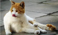 猫一直养在家怎么会得狂犬病