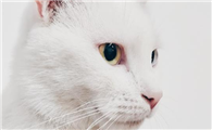 猫毛根部有黑色点点掉毛怎么回事