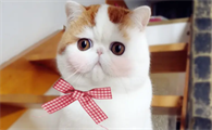 猫的年龄怎么计算出来